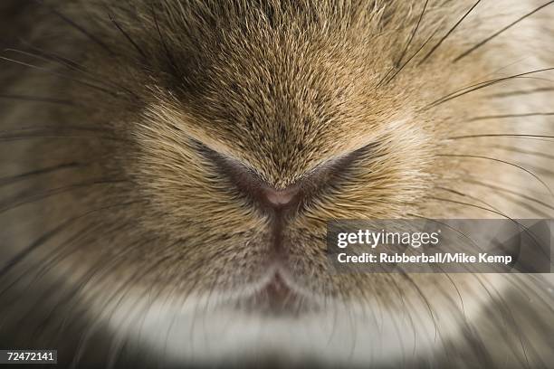 close-up of rabbit snout and whiskers - hare stock pictures, royalty-free photos & images