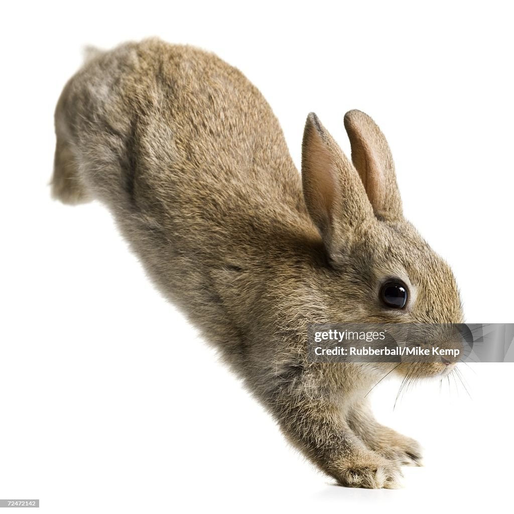 Rabbit Jumping High-Res Stock Photo - Getty Images
