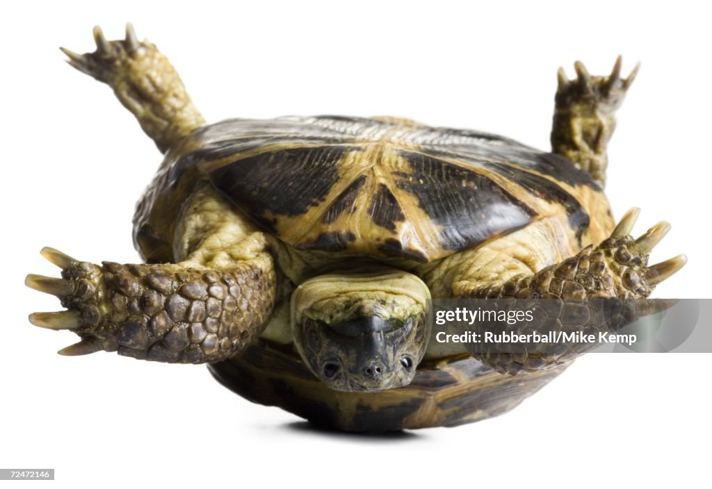 Upside down tortoise
