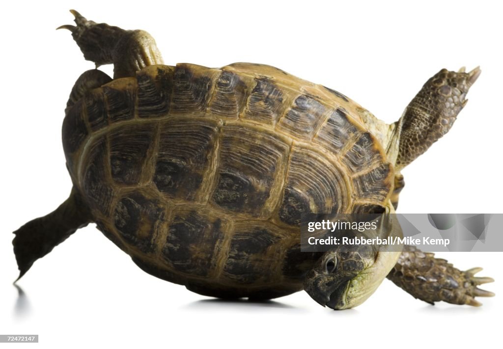 Tortoise falling over