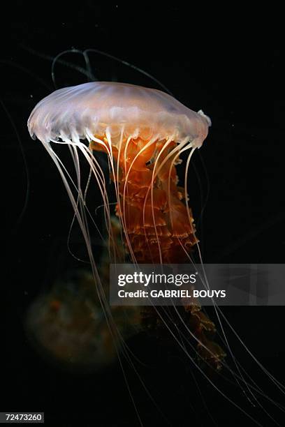 Long Beach, UNITED STATES: A Black Jellyfish swims in the Aquarium of Pacific complex in Long Beach, California, 08 November 2006. Pacific. The black...