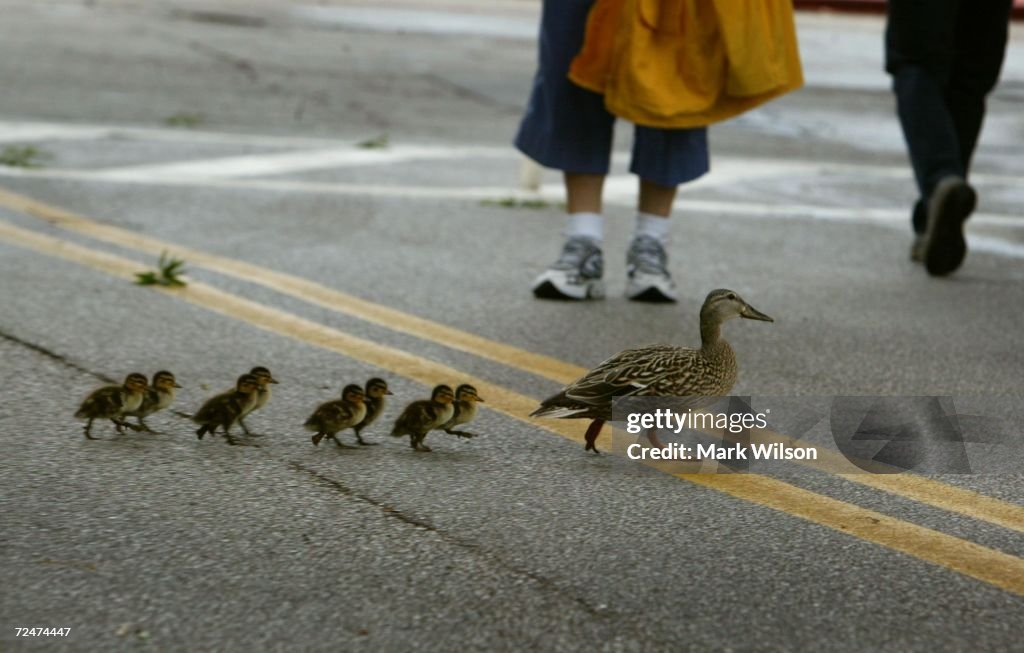 Ducklings Cross Street