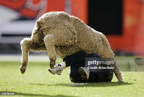 The wool seems to get the better of a mutton busting ride during halftime between the Denver Broncos and the Carolina Panthers on October 10, 2004 at...