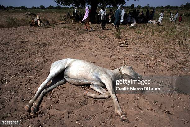 Horse desperately in need of water lies on the ground as Chadian villagers shelter under trees after an attack on their village forced them to flee...