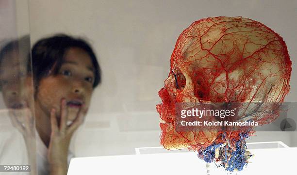 Visitor gazes at a preserved plastomic Cardiovascular System at the "Mysteries of the Human Body" exhibition which displays some 170 specimens on...
