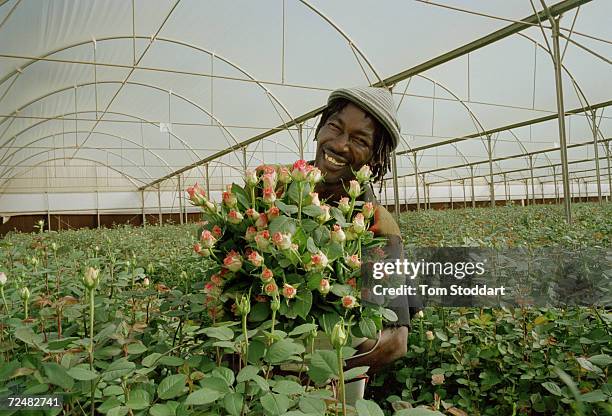 Former miner Smith Ramagaga harvests roses at the Living Gold Rose Farm near Carltonville, South Africa. The roses will be sold in european shops and...