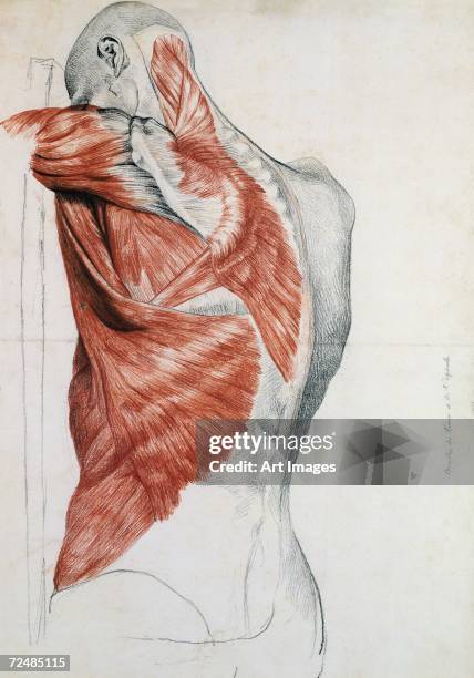 Human Anatomy; Muscles of the Torso and Shoulder