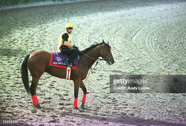 Lemon Drop Kid with George Martens aboard walks on the track during morning workouts in preparation for the Breeders'' Cup Championship at Gulfstream...