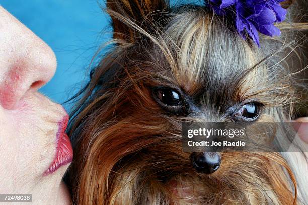 Linda Hopson kisses her dog named Tiny Pinocchio June 2, 2003 in St. Petersburg, Florida. Hopson is vying to have her dog named the world's smallest...