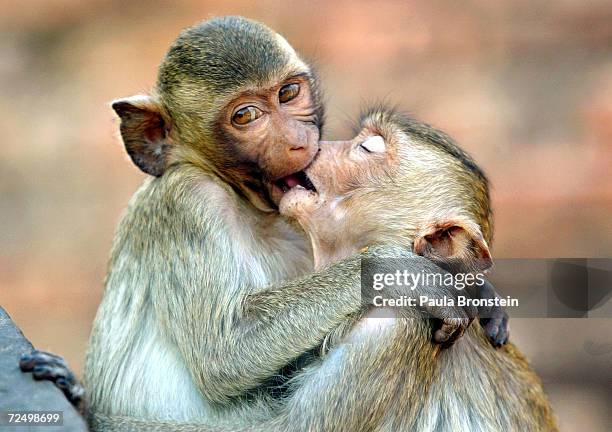 Monkeys kiss at the monkey temple called Phra Prang Sam Yot on February 16 about 160 kilometers north of Bangkok, in Lopburi, Thailand.