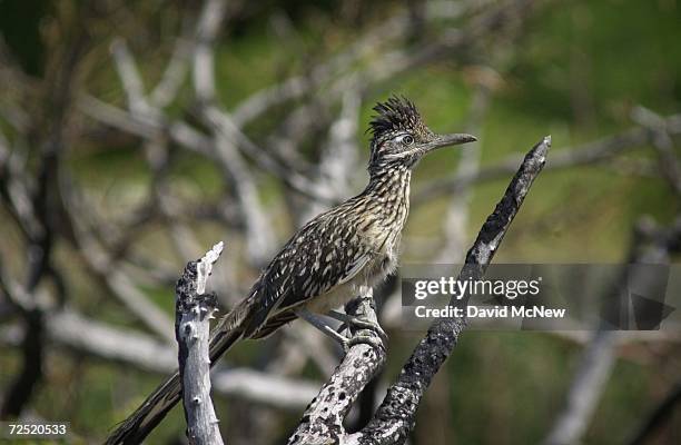 Roadrunner sits among branches that burned in the1993 brushfire which destroyed 441 homes in Laguna Beach, CA, June 6, 2000. Goats now protect the...