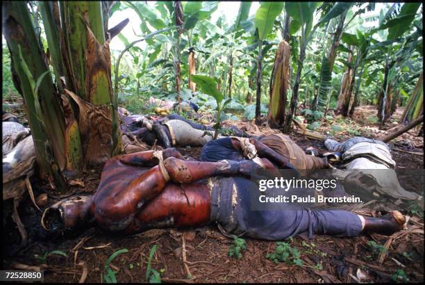 Bound bodies of Tutsi genocide victims lie on the ground in the Rebezo-Birenga sector of Rwanda May 1994. Hutu militias seeking to rid Rwanda of...