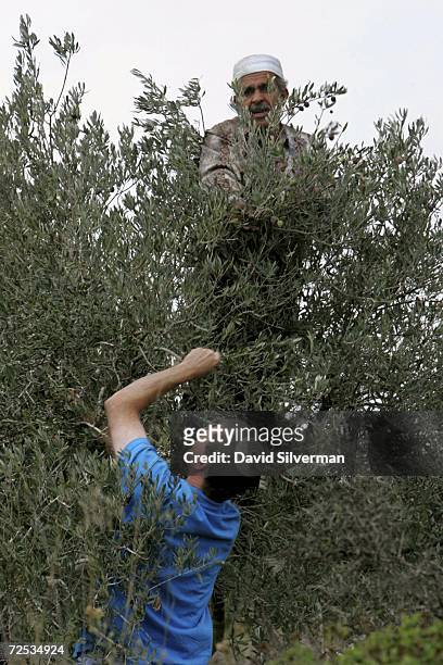 Israeli human rights activist Yaakov Deutsch helps Palestinian farmer Mahmoud Muhammad harvest his olives in a grove November 14, 2006 next to the...