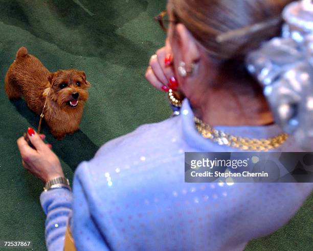 Coco, a Norfolk terrier, and handler Beth Sweigert look at each other before the Best In Show competition at the Westminster Kennel Club dog show...