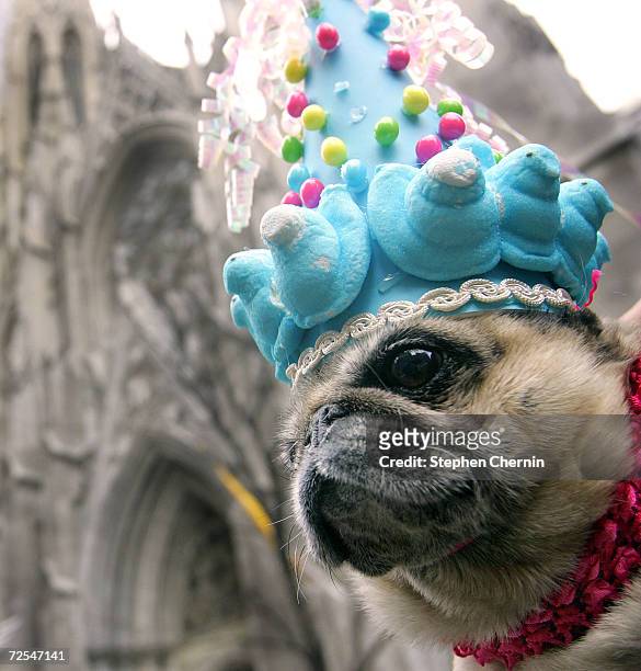 Pooch sporting Peeps on a colorful cone shaped hat watches the crowd in front of St.Patricks Cathedral on Fifth Avenue March 27, 2005 in New York...