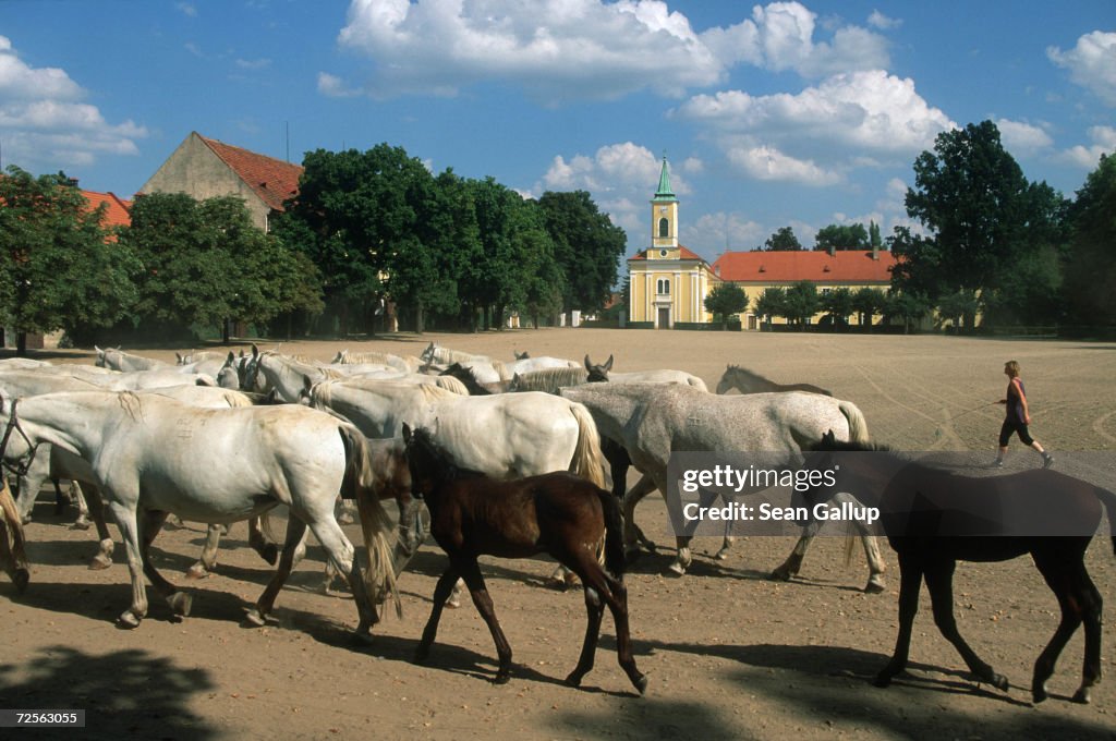 Kladrub Breeding Stock Makes Comeback After Fall of Communism