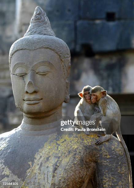 Monkeys sit on a Buddah at the monkey temple called Phra Prang Sam Yot on February 16 about 160 kilometers north of Bangkok, in Lopburi, Thailand.