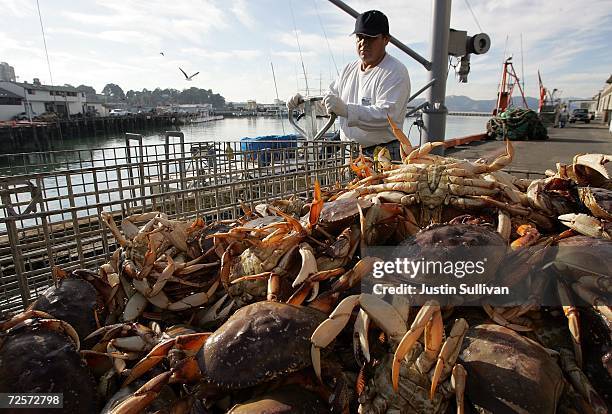 Freshly caught crab is seen in a bin after being unloaded from a boat on the first day of dungeness crab season November 15, 2006 in San Francisco,...