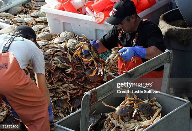 Fishermen sort a pile of freshly caught crab on the first day of dungeness crab season November 15, 2006 in San Francisco, California. Dungeness crab...