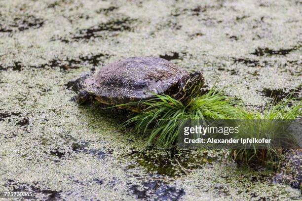 turtles - emídidos fotografías e imágenes de stock