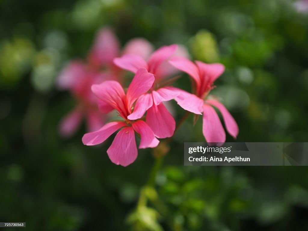 Flower Power
