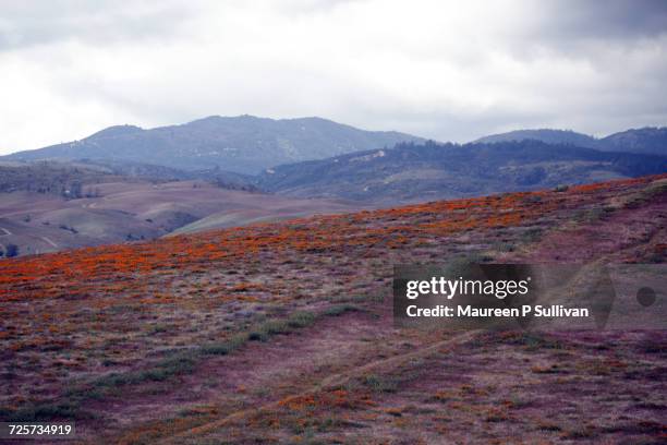 pathways  - antelope valley poppy reserve stock pictures, royalty-free photos & images