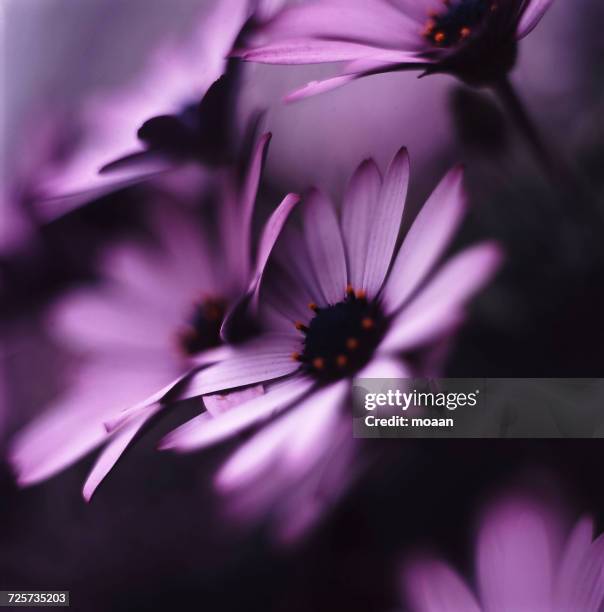 flower power - 6x6 stock pictures, royalty-free photos & images