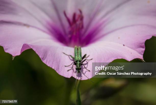 flower power - insecto stock pictures, royalty-free photos & images