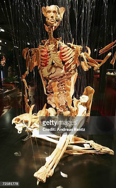 Gunther von Hagens, known as "The Plastinator", shows a exhibit at the Plastinarium workshop and showroom during the inauguration on November 16,...
