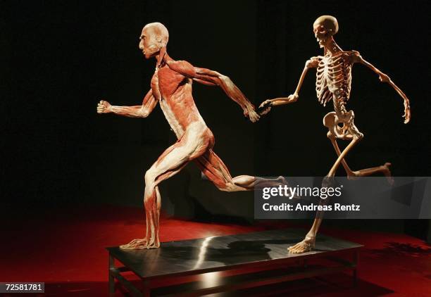 Gunther von Hagens, known as "The Plastinator", shows a runner exhibits at the Plastinarium workshop and showroom during the inauguration on November...