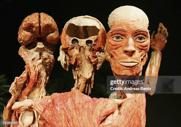 Gunther von Hagens, known as "The Plastinator", shows exhibits at the Plastinarium workshop and showroom during the inauguration on November 16, 2006...