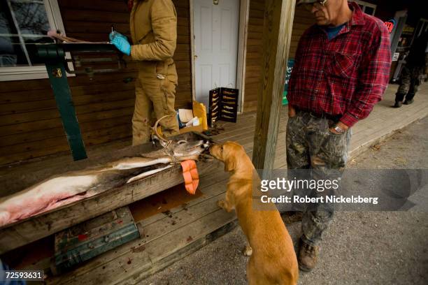 Vermont state wildlife biologist, center, notes the data from a recently shot whitetail deer as the hunter, Perle Webb, Sr., and a dog look on,...