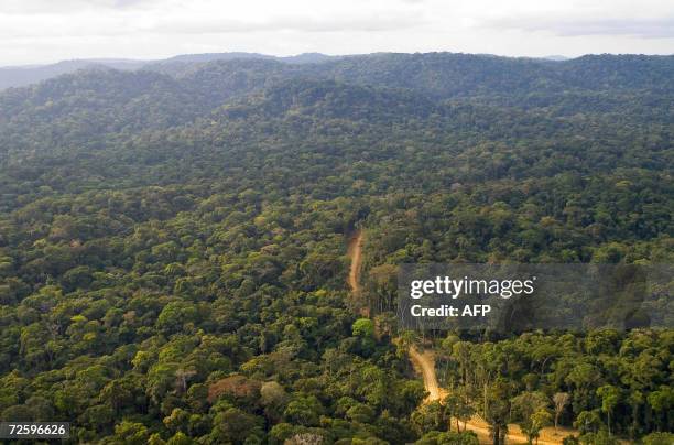 Pictured dated in July 2006 shows the forest concession of the company "La Compagnie Equatoriale des Bois" , a subsidiary of French forestry group...