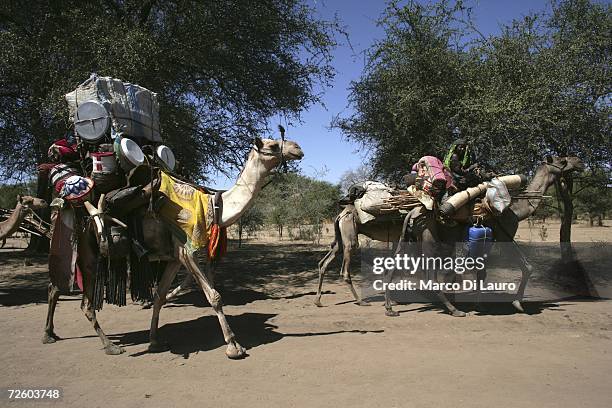 Arabs nomads ride camels as they migrate on November 18, 2006 on the road to Ade village, Chad. Eastern Chad has a recent history of extreme...