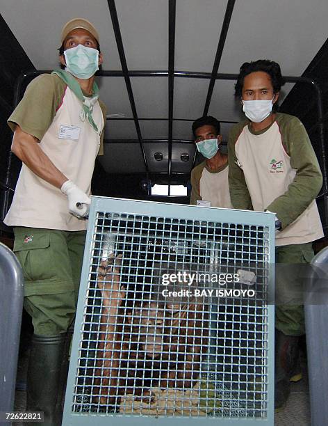 Palangkaraya, INDONESIA: Indonesian officials unload the Orangutans after arrival in Kalimantan 22 November 2006, from Thailand. Indonesian wildlife...