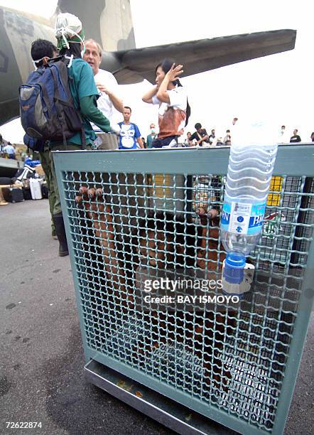 Palangkaraya, INDONESIA: Indonesian officials unload the Orangutans after their arrival in Kalimantan 22 November 2006, from Thailand. Indonesian...