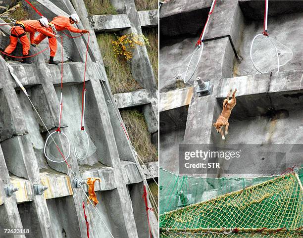 This combo picture shows rescue workers tring to catch a lost dog