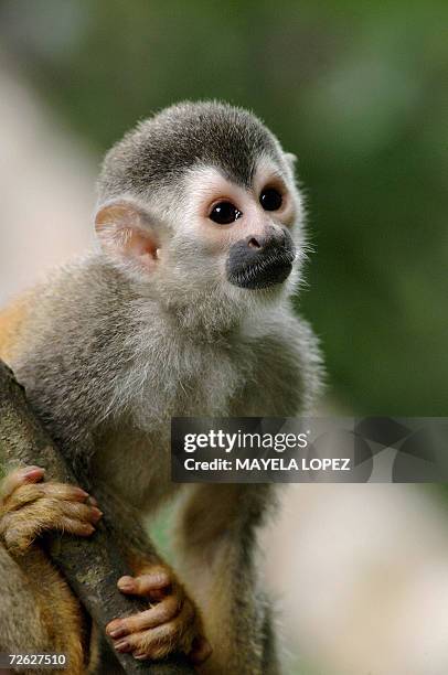 Fotografia de un mono titi tomada el 10 de abril de 2004 en el Parque Nacional Manuel Antonio, en el litoral Pacifico, unos 160 kilometros al sureste...