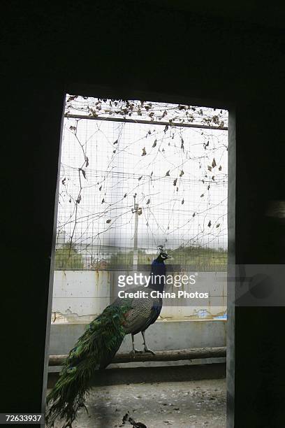 Peacock stands in a cage at the yard of Chinese resident Zhang on November 22, 2006 in Beijing, China. Zhang started to raise about 20 peacocks as...