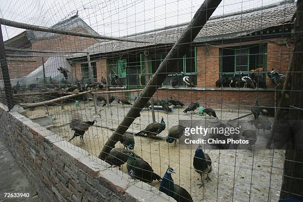 Peacocks stroll in a cage at the yard of Chinese resident Zhang on November 22, 2006 in Beijing, China. Zhang started to raise about 20 peacocks as...