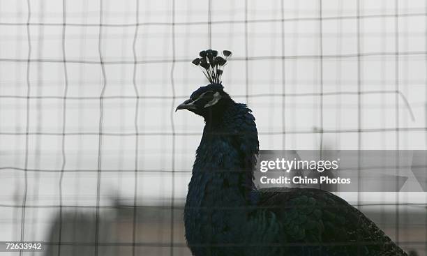 Peacock stands in a cage at the yard of Chinese resident Zhang on November 22, 2006 in Beijing, China. Zhang started to raise about 20 peacocks as...