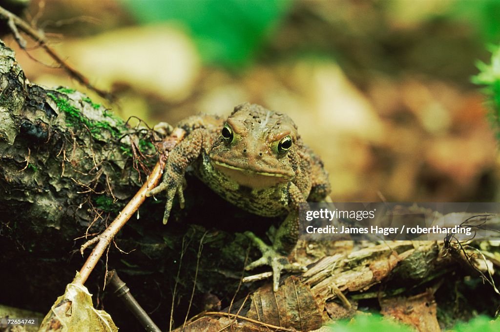 Woodhouse's toad (Bufo woodhousei), Ricketts Glen State Park, Pennsylvania, United States of America, North America