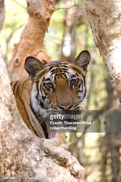 indian tiger (bengal tiger) (panthera tigris tigris), bandhavgarh national park, madhya pradesh state, india, asia - bandhavgarh national park stock pictures, royalty-free photos & images