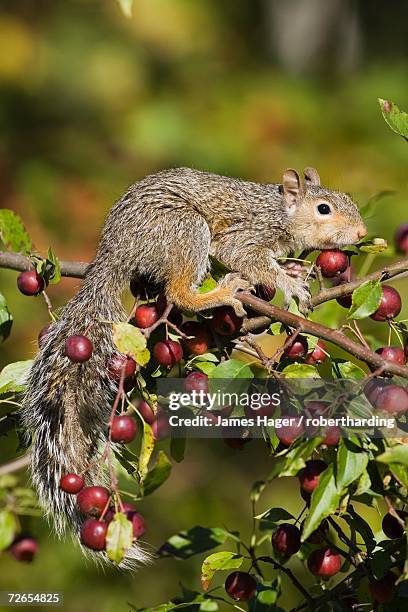 eastern gray squirrel (sciurus carolinensis) in a crab apple tree, in captivity, minnesota wildlife connection, sandstone, minnesota, united states of america, north america - minnesota wildlife connection stock pictures, royalty-free photos & images