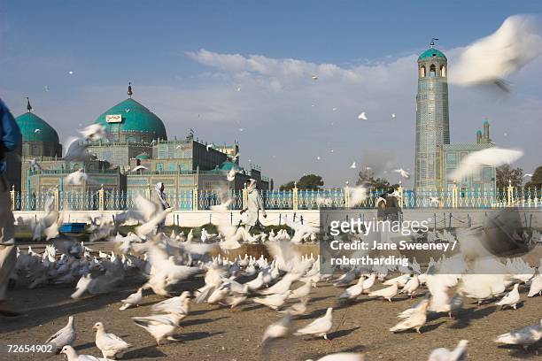 famous white pigeons at the shrine of hazrat ali, founded by the seljuks in the 12th century, mazar-i-sharif, afghanistan, asia - blue mosque mazar e sharif fotografías e imágenes de stock