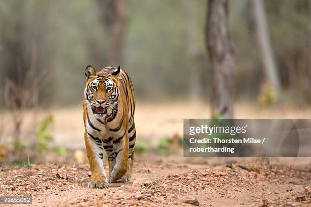Female Indian Tiger Bandhavgarh National Park Madhya Pradesh State India  Asia High-Res Stock Photo - Getty Images