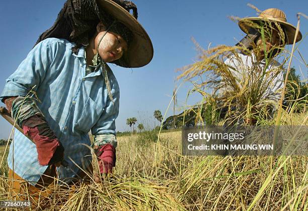 Myanmar Rural Rice Rice Plantation Myanmar Photos and Premium High Res Pictures - Getty Images