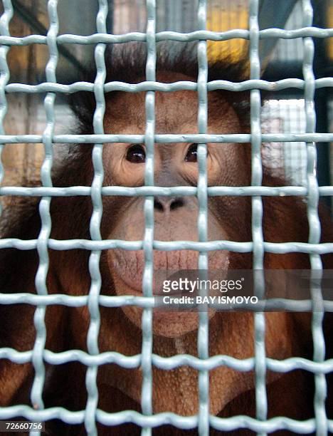 Palangkaraya, INDONESIA: An Orangutan looks out from its temporary cage in Palangkaraya-Kalimantan 22 November 2006, during the arrival from...