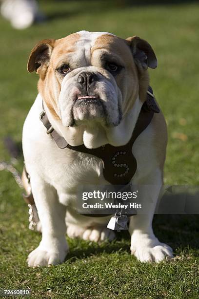 Bulldog Mascot of the Mississippi State Bulldogs at a game against the Arkansas Razorbacks at Davis Wade Stadium on November 18, 2006 in Starkville,...