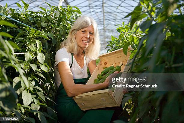 woman picking green bell peppers in greenhouse - bäuerin stock-fotos und bilder